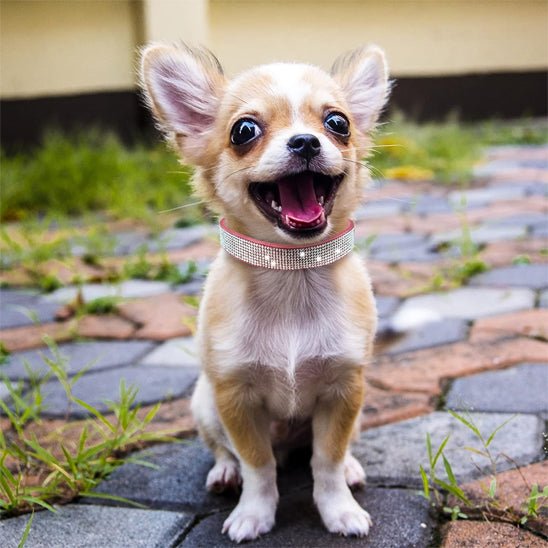 petite chien collier chien cuir luxueux rose