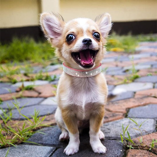 petite chien collier chien cuir luxueux rose