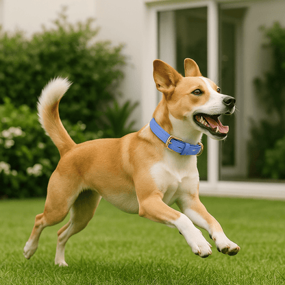 chien jouant avec collier cuir chien au cou