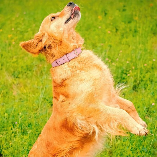 chien heureux jouant avec collier cuir chien