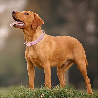 chien dehors avec collie cuir chien rose