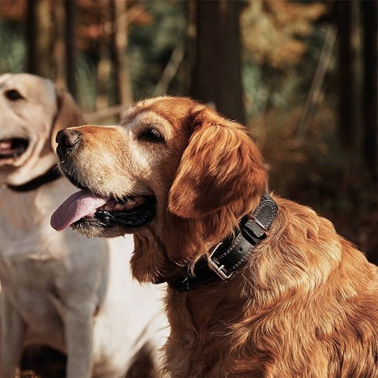deux chiens en nature avec collier en cuir pour chien