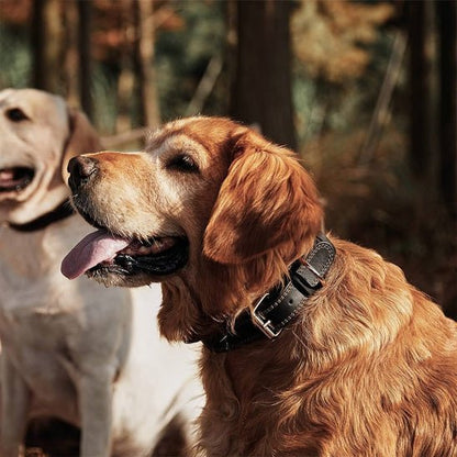 deux chiens en nature avec collier en cuir pour chien