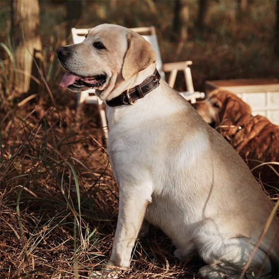labrador en foret avec collier en cuir pour chien  