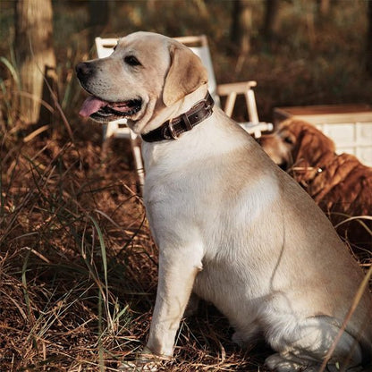 labrador en foret avec collier en cuir pour chien  